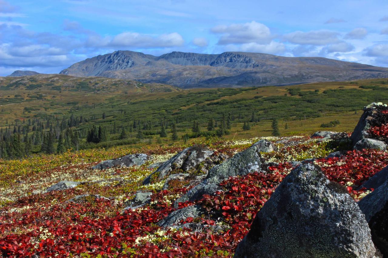Caribou Lodge Alaska Talkeetna Dış mekan fotoğraf