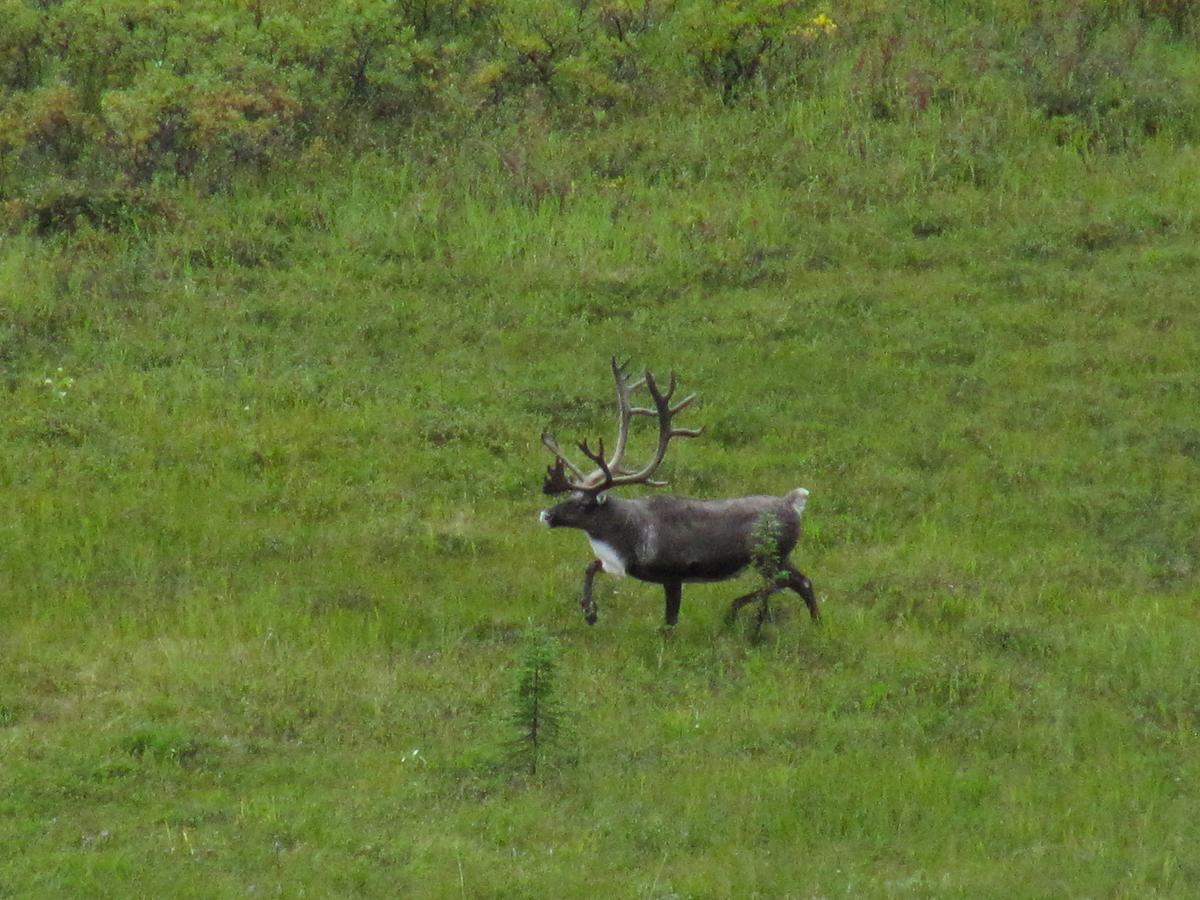 Caribou Lodge Alaska Talkeetna Dış mekan fotoğraf