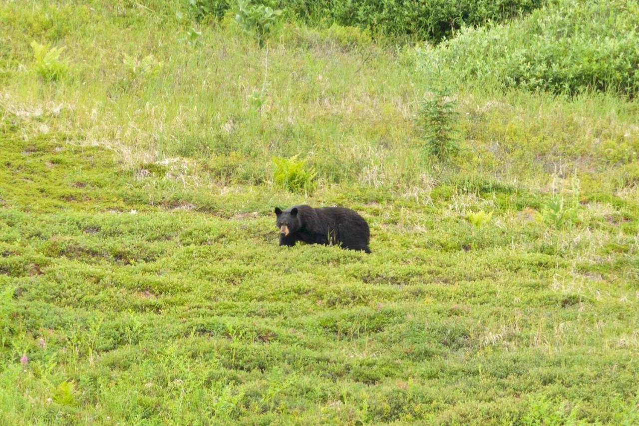 Caribou Lodge Alaska Talkeetna Dış mekan fotoğraf