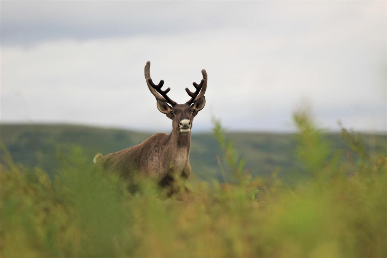 Caribou Lodge Alaska Talkeetna Dış mekan fotoğraf