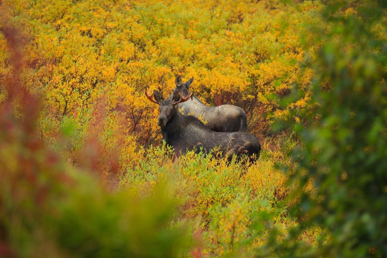 Caribou Lodge Alaska Talkeetna Dış mekan fotoğraf