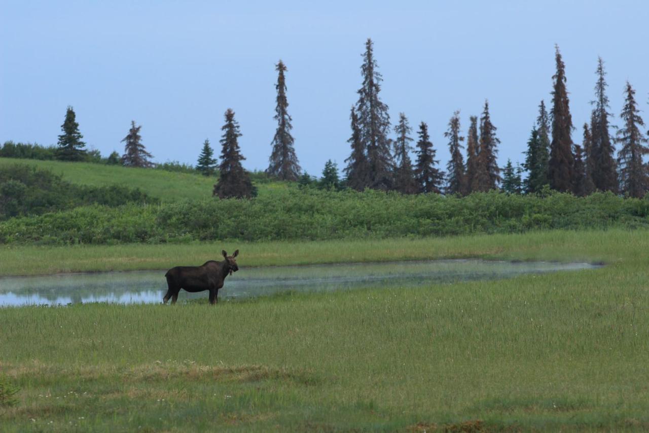 Caribou Lodge Alaska Talkeetna Dış mekan fotoğraf